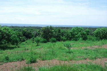 Land for sale at kubutambahan Singaraja